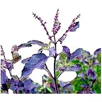 Amazon.co.jp: 植物種子 一番効果が高い 赤紫ホーリーバジル 種